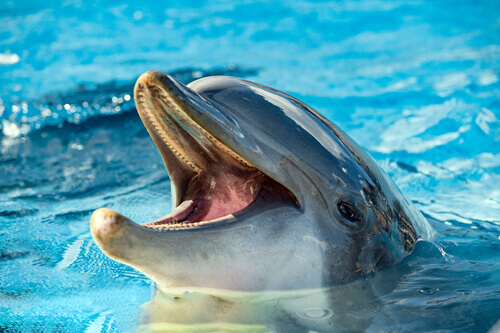 Szczęśliwy delfin