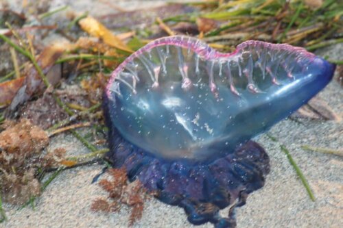 Żeglarz portugalski jeden z najbardziej jadowitych meduz na świecie.