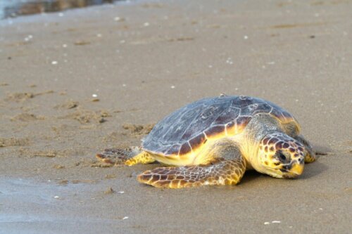 Żółw lądowy wraca do morza, gdzie panuje fala upałów