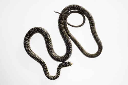 Hierophis viridiflavus, wśród rodzajów węży