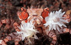 Co to jest krab pomponowy?