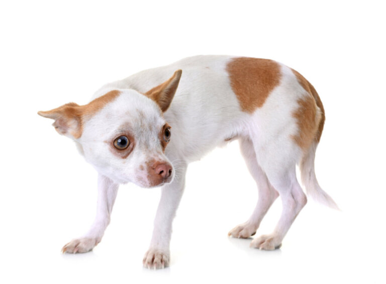 Zawroty głowy u psów: przyczyny, objawy i leczenie