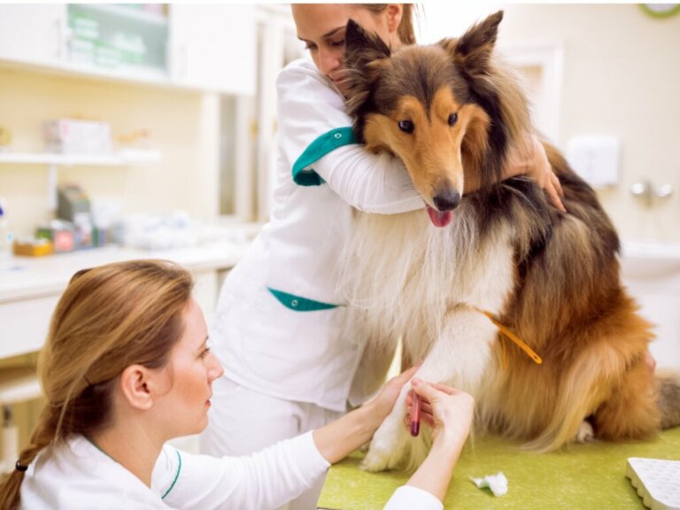 Obrzęk limfatyczny u psów: objawy, przyczyny i leczenie