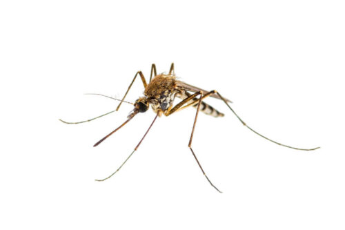 Komar, zwierzęta które chodzą po wodzie