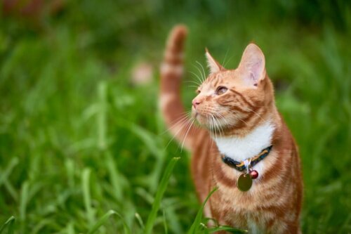 Kot na trawie, a jak zapobiec przed wypróżnianiem się na rośliny