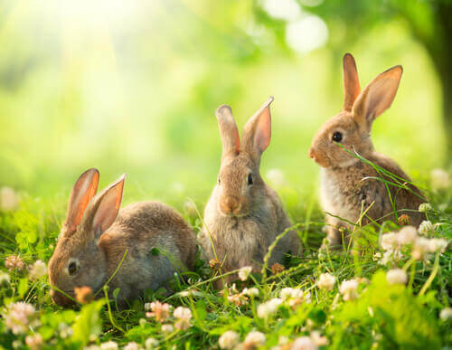 Króliczki na trawie, Różnice między królikami a zającami