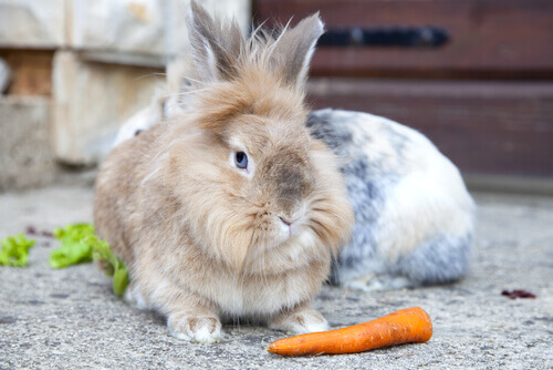 Królik ja marchewkę, a czy króliki i szpinak to dobre połączenie