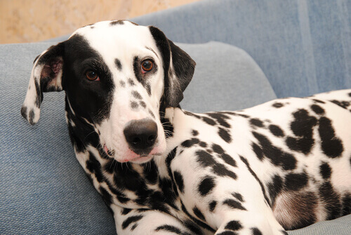 Rak skóry u psa, a stosowanie kortykosteroidów