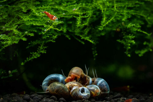 Ślimaki w akwarium, a jadowite rodzaje ślimaków