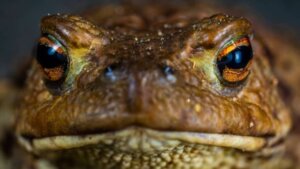 Żaba zombie: nowy gatunek w Amazonii