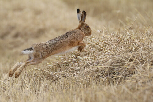 Zając ucieka, a jakie są Różnice między królikami a zającami?