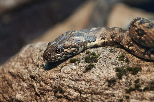 13 rodzajów węży w Hiszpanii