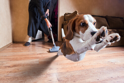Przestraszony beagle, przypadki fobii u psów