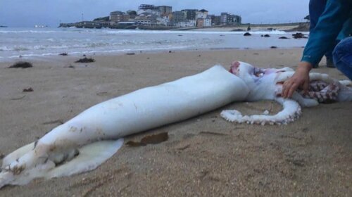 Obraz kałamarnicy olbrzymiej, martwa leży na plaży