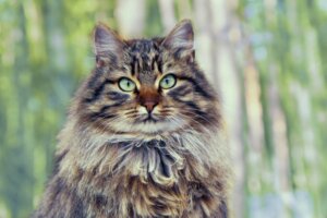 Kryptokokoza u kotów: objawy, przyczyny i leczenie