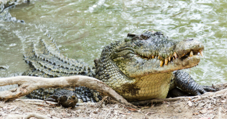 Ciekawy powód, dla którego krokodyle jedzą kamienie