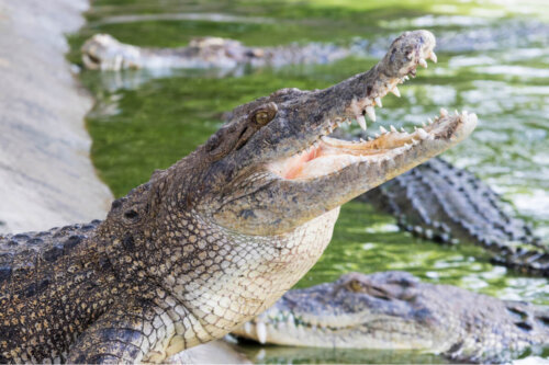 Krokodyl woda morska, przykład mięsożernych zwierząt