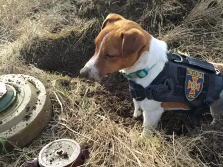 Patron, bohaterski pies, który pomaga ratować życie na Ukrainie, wykrywając materiały wybuchowe