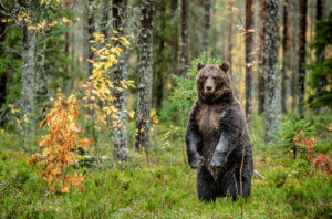 Niedźwiedź brunatny stoi na dwóch łapach