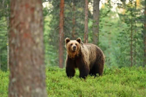 9 ciekawostek o niedźwiedziach brunatnych
