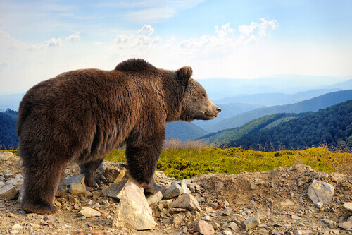 Niedźwiedź w górach na polanie, ciekawostki o niedźwiedziach brunatnych