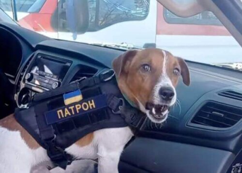 Patron, pies ratowniczy z ukrainy