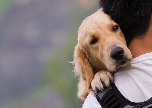 Pies przytula się, jakie są przyczyny epilepsji u psów?