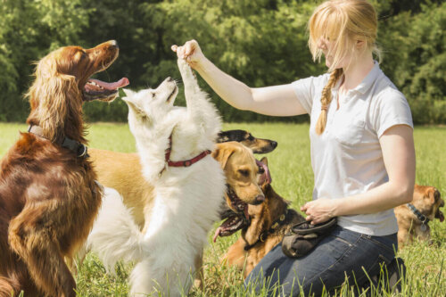 Psy na szkoleniu, tresura może zmienić życie psa