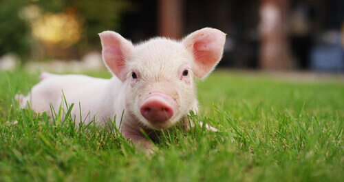 Świnia leży na trawie