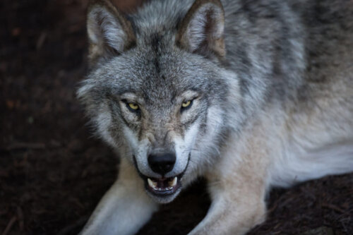 Wilk warczy, a jakie są Różnice między wilkami, lisami i kojotami?