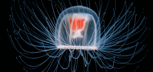 Nieśmiertelna meduza