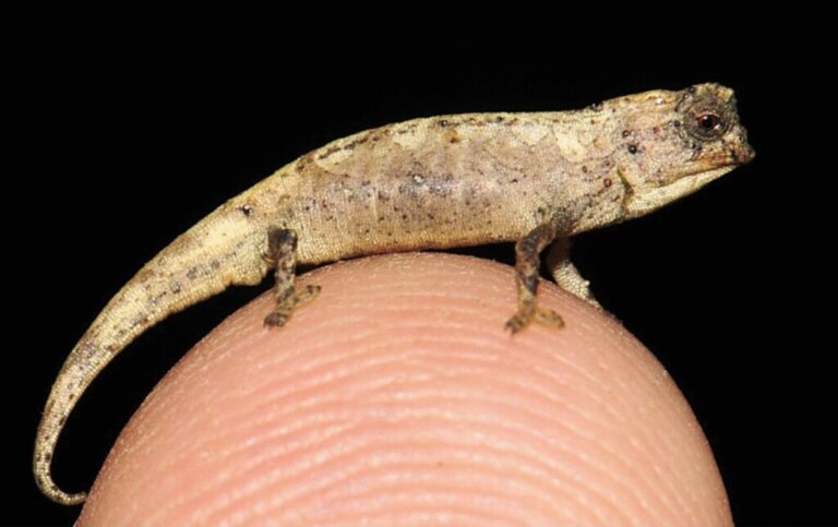 Nowy kameleon, najmniejszy gad świata