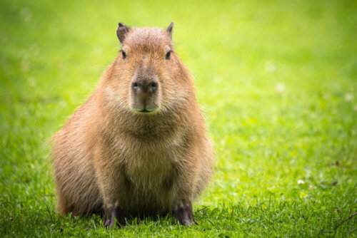 Kapibara, przykładowe zwierzę zmiennocieplne