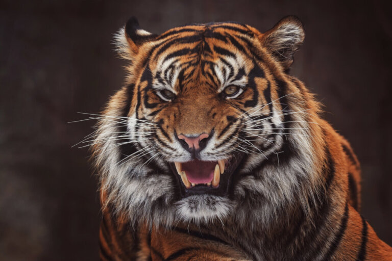 Tygrys sumatrzański – cechy charakterystyczne