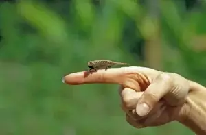 Najmniejszy kameleon https://myanimals.com/pl/zwierzeta/10-najniebezpieczniejszych-gadow/