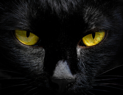 Kot czarny i zielone oczy, ciekawostki i nocnym kocie