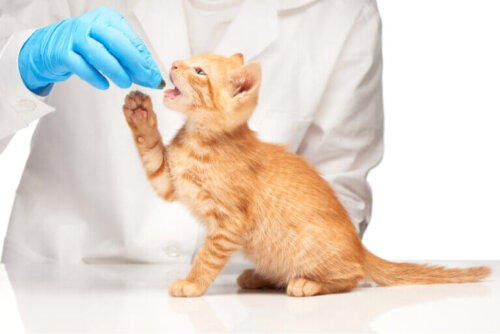 Kiedy podawać metronidazol kotom?