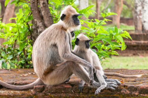 Lemur zachowanie, gatunki naczelnych