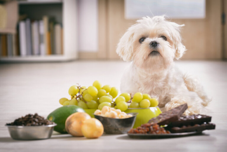 Zalety i wady naturalnej karmy dla psów