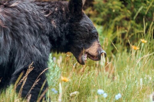 Niedźwiedzie z Utah i ich hibernacja