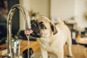 Pies pije wodę z kranu, nawodnienie to podstawa
