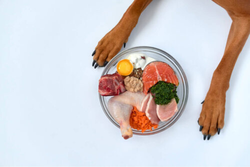 Zdrowy talerz jedzenia dla psa, korzyści naturalnej karmy dla psów