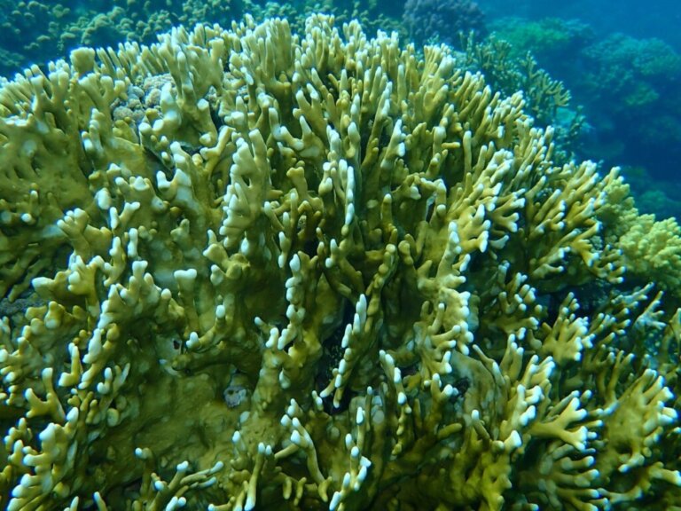 Odporność raf koralowych kluczem do kryzysu klimatycznego