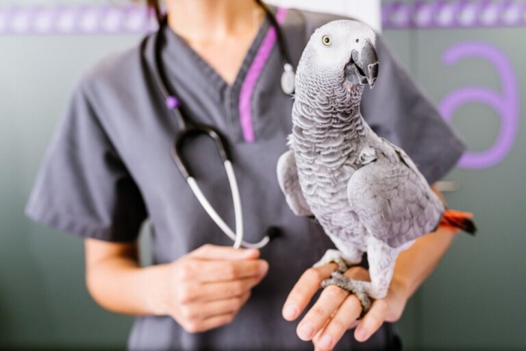 Sposoby podawania leków ptakom