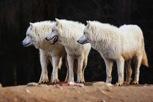Białe wilki, a rodzaje wilków