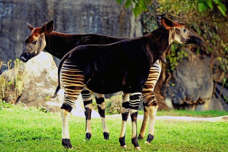 Żyrafa z krótką szyją – poznaj Okapi leśne