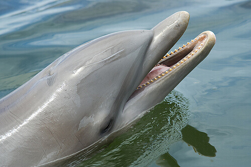 Delfiny, majo duże prawdopodobieństwo zachorowania na chorobę Alzheimera