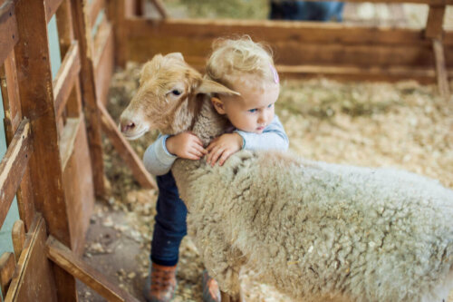 Dziecko przytula owcę