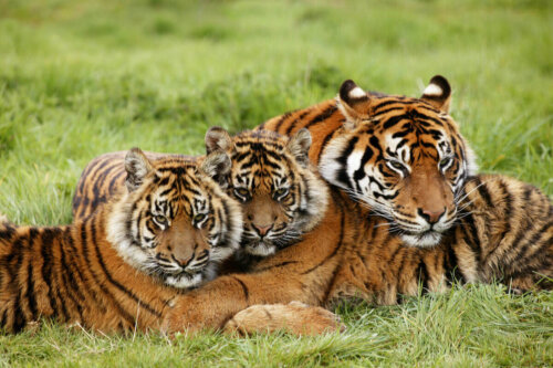 Grupa tygrysów sumatrzańskich