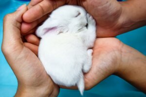 Mały króliczek w dłoni